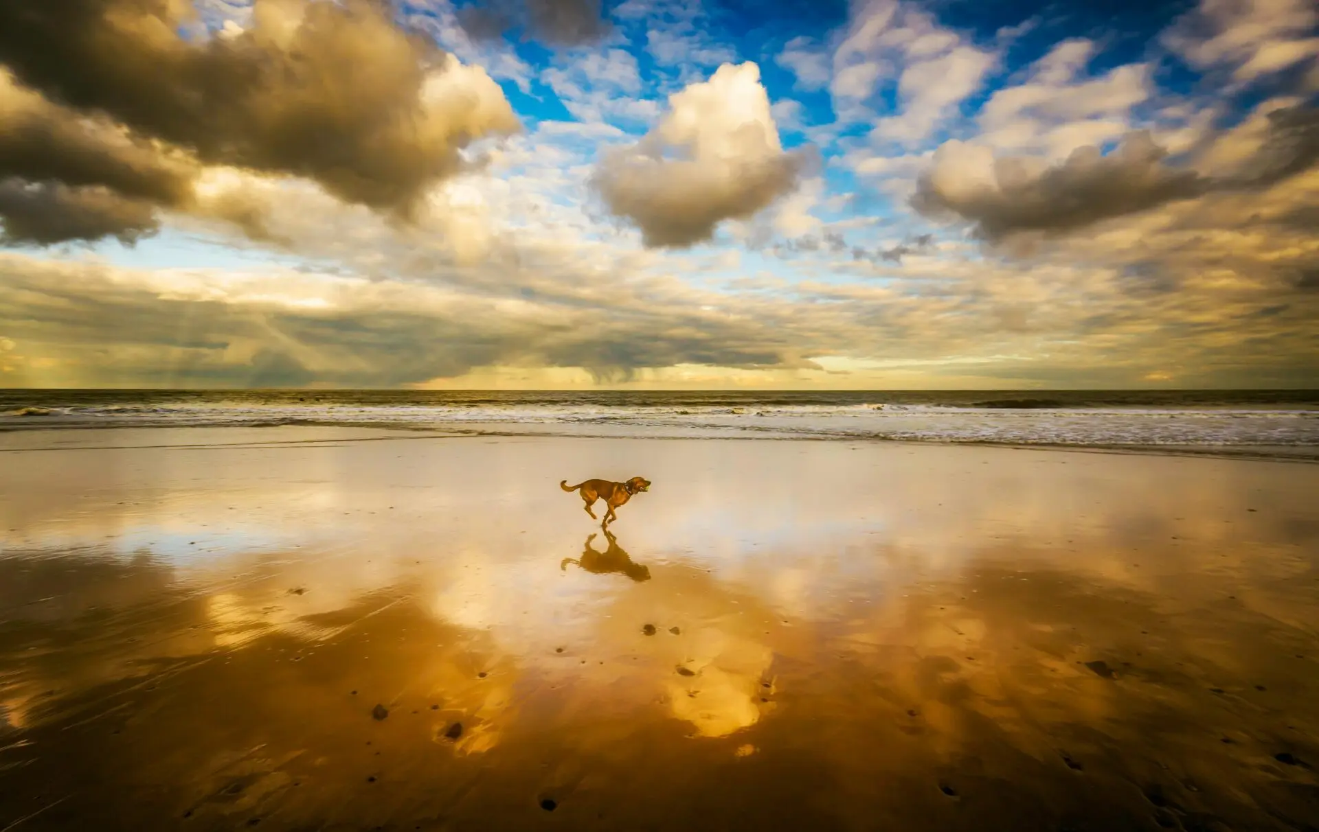 Hundeschule Hof I Hund läuft über Strand